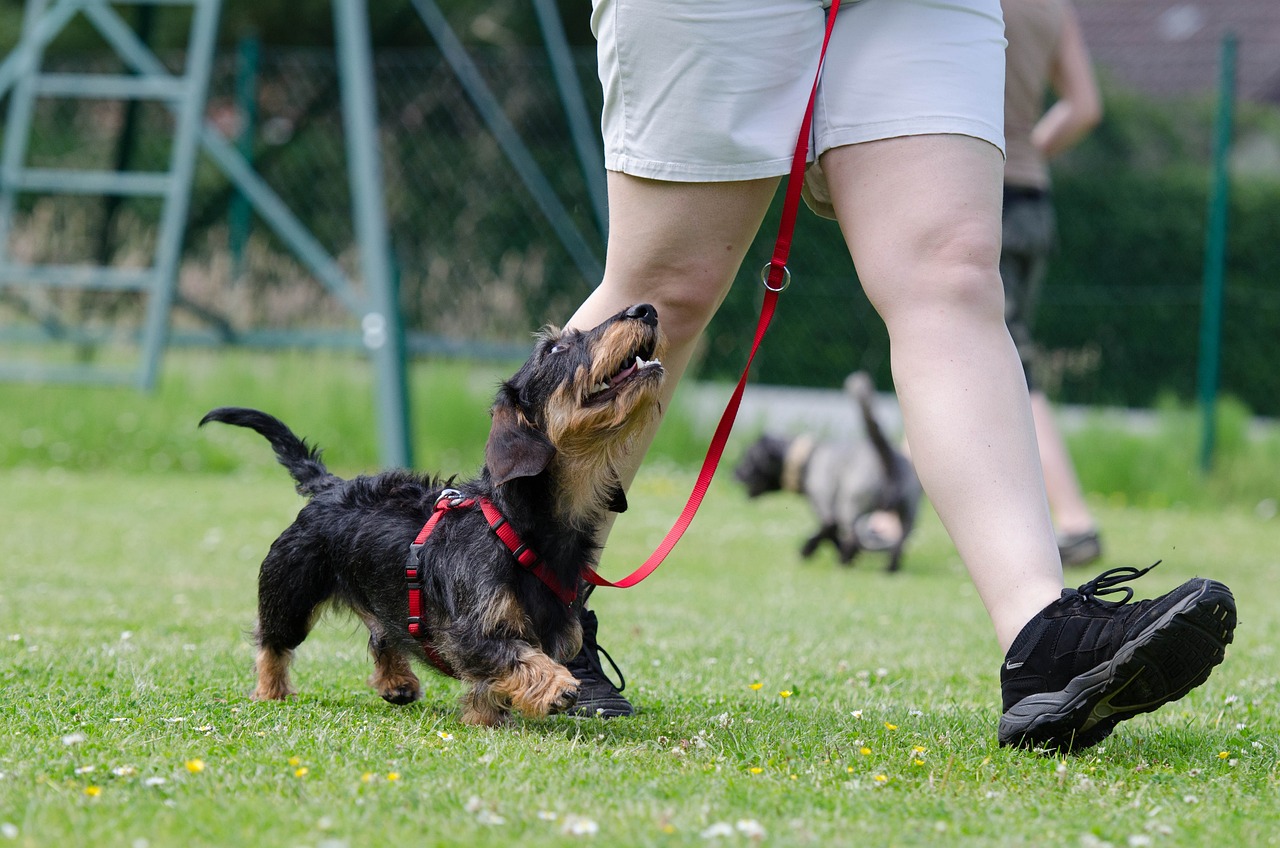 teckel en una sesion de educación canina en Sabadell