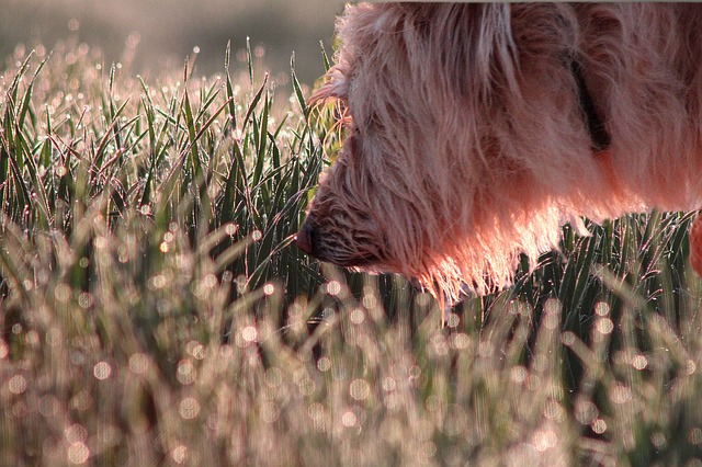 Perro usando su olfato en un campo de hierba media alta. 
