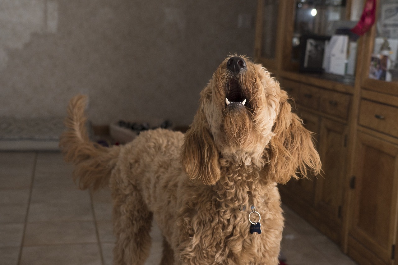 Perro ladrando por ansiedad por separación