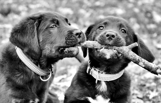 Mejora el vínculo con tu perro