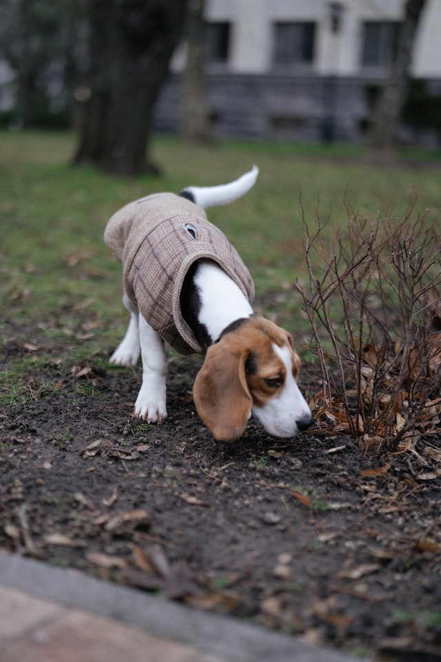 Beagle olfateando en el campo, que está humedo, por lo que desprende más olor.