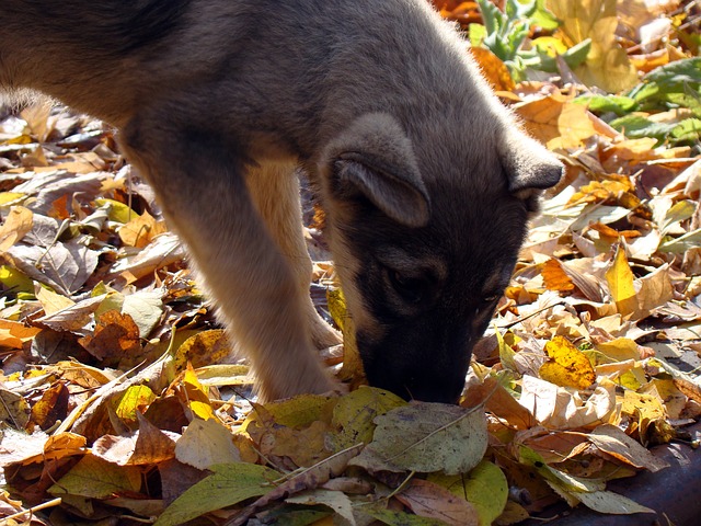 cachorro oliendo una hoja entre muchas que hay en el suelo.