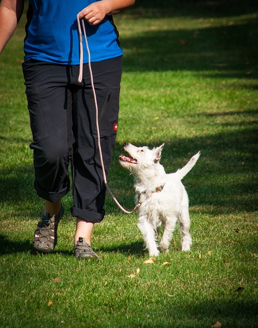 Disfrutando del paseo con un perro tranquílamente